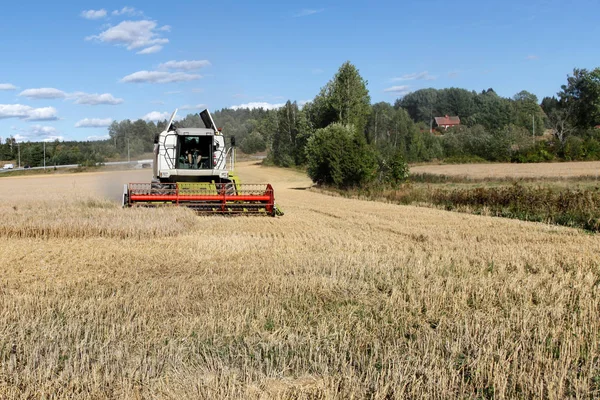 Combiner Travail Dans Champ Blé Concept Récolte — Photo