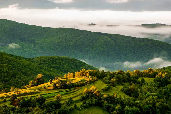 Sabahları Güneşin Parladığı Ağaçların Çayırların Tepelerinin Manzarası Güzel Manzara Dağlarda — Stok fotoğraf