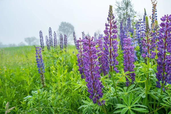 Lupin Violet Fleur Sur Fond Arbres Dans Brouillard Lupin Lupin — Photo