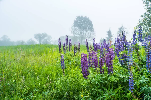 Lupin Violet Fleur Sur Fond Arbres Dans Brouillard Lupin Lupin — Photo