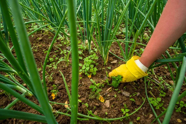 Niña Campo Jardín Cebollas Jóvenes Cerca Productos Ecológicos Productos Caseros — Foto de Stock