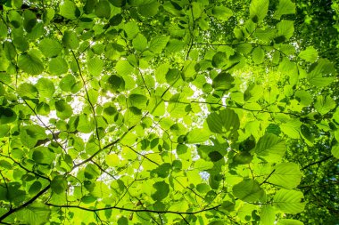 Ağaçların yeşil yaprakları kapanır. Güzel arka plan. ekoloji kavramı.