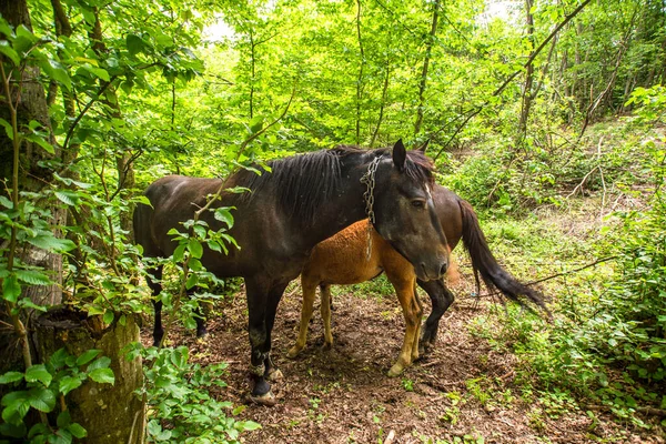 Caballos Escondieron Bosque Cerca Mascotas — Foto de Stock