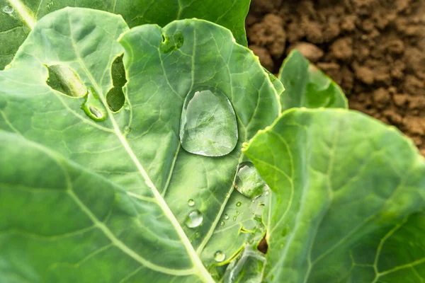 Gotas Chuva Folhas Repolho Verde Fundo Earth Eco Comida — Fotografia de Stock