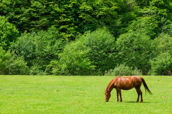 Caballo Roza Hierba Campo Verde Sobre Fondo Los Árboles Mascotas — Foto de Stock