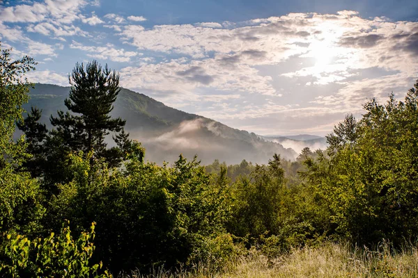 trees on a background of mountains in the fog and the sun shines. time of year summer.