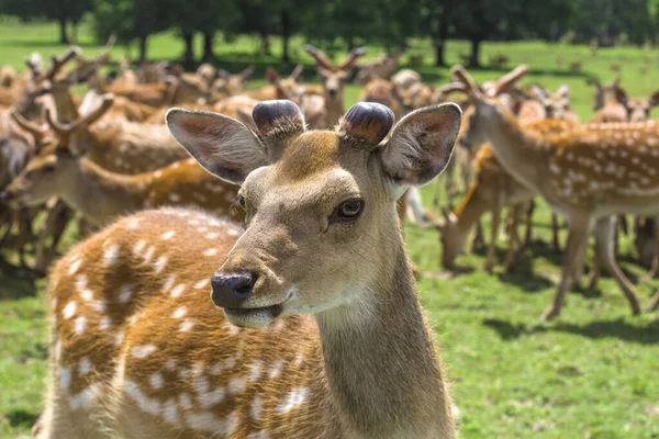 芝生の上にいるイエロー鹿の群れを背景に1頭のイエロー鹿 野生動物 鹿飼育場 — ストック写真