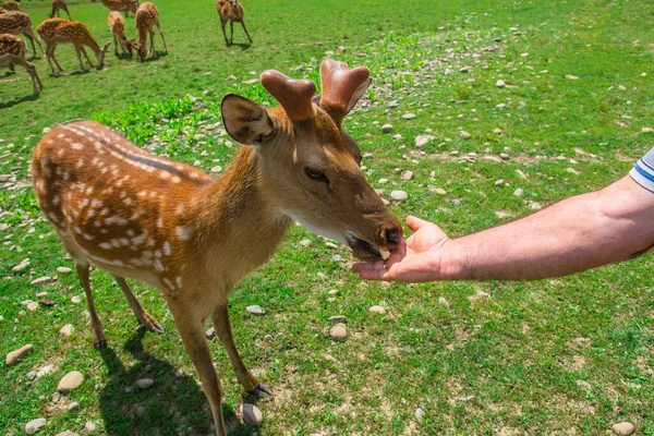 人間の手は若い卵の鹿に餌をやる 鹿の養殖場 野生動物 イクロシカの群れが — ストック写真