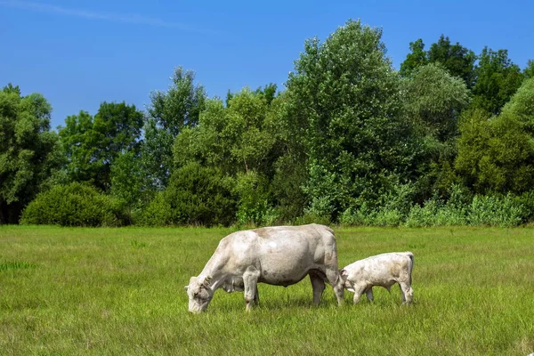 Vacas Blancas Pastan Prado Mascotas — Foto de Stock