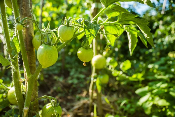 Zielone Pomidory Ogrodzie Produkt Ekologiczny — Zdjęcie stockowe