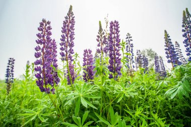 Arka planda mor lupin çiçeği. Sis. 