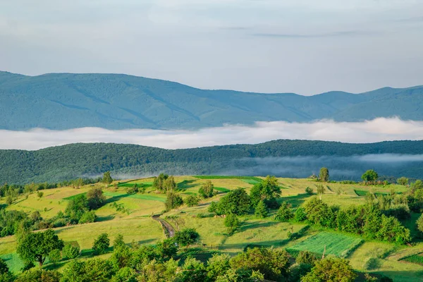 Ráno Zelených Horách Mlze Krásná Krajina Léto Horách — Stock fotografie