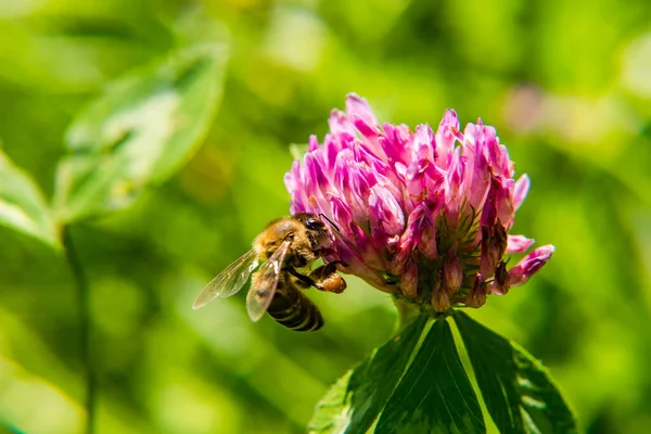 ミツバチは花から蜂蜜の花粉を収集します マクロ写真 紫の花草の背景 — ストック写真
