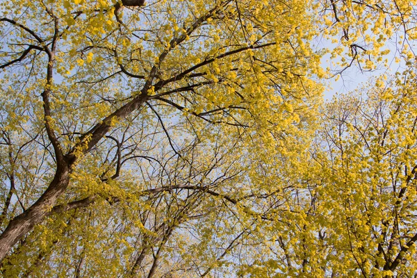 Gökyüzü Arka Planındaki Ağaçlarda Sarı Sonbahar Yaprakları Evet Sonbahar Yılın — Stok fotoğraf