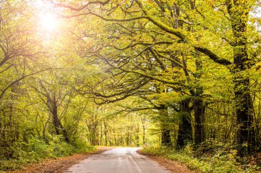Yol kenarındaki sarı yapraklarla kaplı yaşlı ağaçlar ve güneş ışınları. Pochakot Sonbaharı.