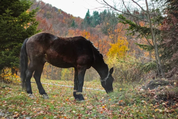 Caballo Marrón Bosque Otoño Época Del Año — Foto de Stock