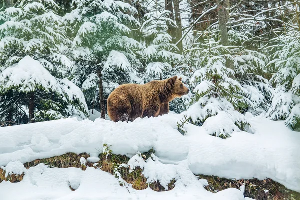 Brown Bear Winter Forest Wilding Planted Christmas Trees — Stock Photo, Image
