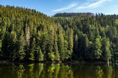 Göl kenarındaki kozalaklı orman ve mavi gökyüzü. Doğanın panoraması.