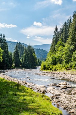 Kozalaklı ormanın yanındaki dağ nehri yüksek dağların arka planında..