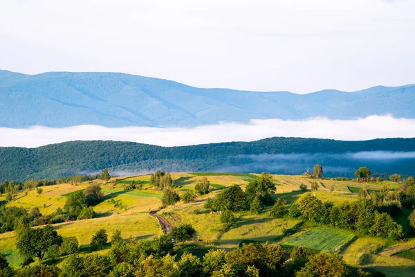 Groene Weide Van Naaldbos Prachtige Bergen Schoon Milieu — Stockfoto