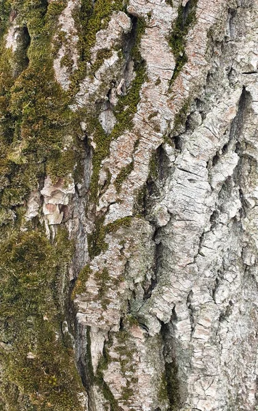 Old Rough Tree Bark Moss — Stock Photo, Image