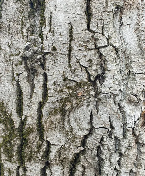 Moss Ile Eski Kaba Ağaç Kabuğu — Stok fotoğraf