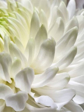 Beyaz Dahlia yakın yaprakları