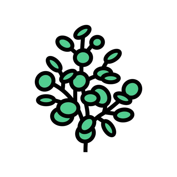 Eukalyptus Aromatherapie Farbsymbolvektor Eukalyptus Aromatherapie Zeichen Isolierte Symbolillustration — Stockvektor