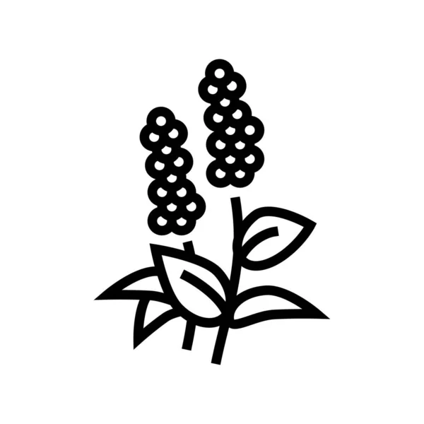 香豆花芳香疗法线图标向量 番茄红花芳香疗法的标志 孤立的等高线符号黑色插图 — 图库矢量图片