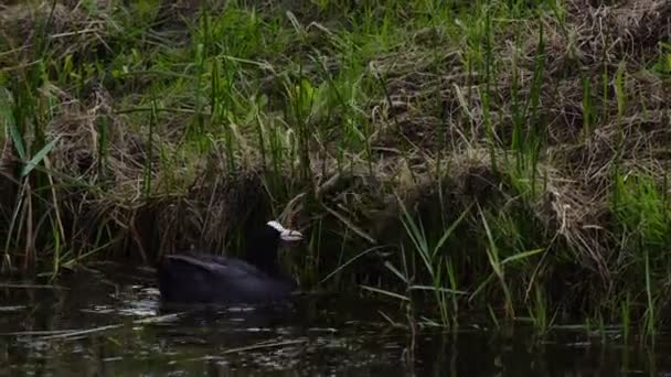 Zwarte Meerkoet vinden van stokken en gras — Stockvideo