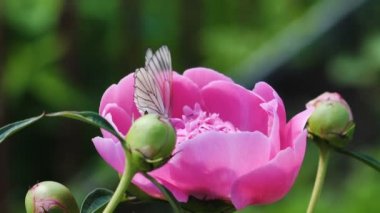 Beyaz kelebek Siyah damarlı Aporia - crataegi-pembe şakayık üzerinde