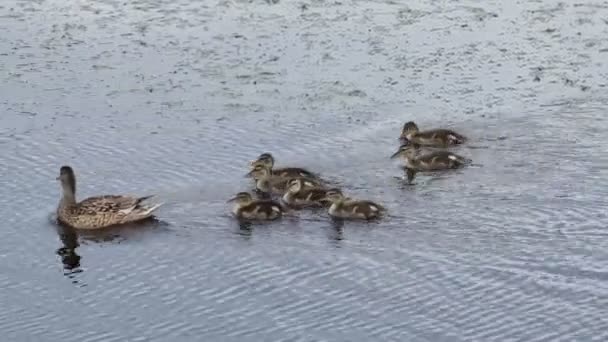 Anatra con una covata galleggia lungo il fiume — Video Stock