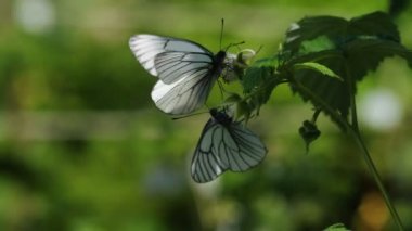Siyah damarlı beyaz Aporia - crataegi-ahududu çiçeği üzerinde kelebekler