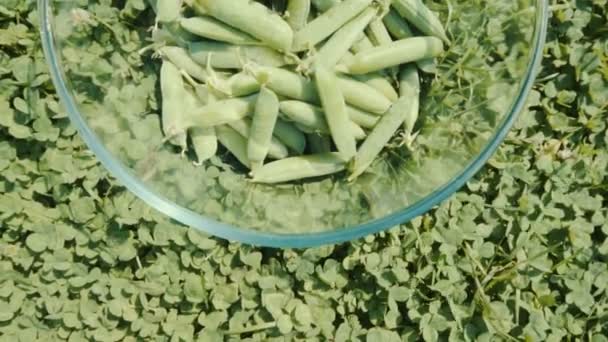 绿色豌豆的动态关闭 — 图库视频影像