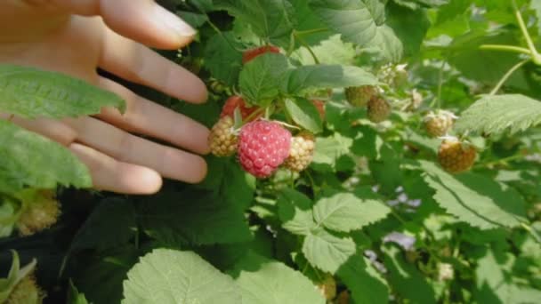 Reife Himbeeren pflücken — Stockvideo