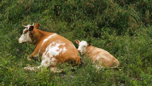 Mucca e vitello giacevano sull'erba — Video Stock