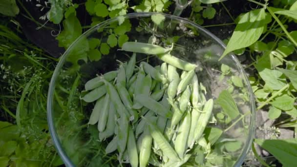 Picking ripe green peas — Stock Video