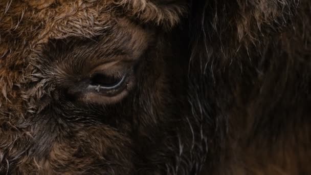 Close-up of aurochs eye — Stock Video