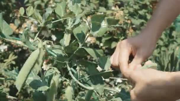 Mujer está recogiendo guisantes maduros — Vídeo de stock