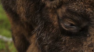 Yaban öküzü göz Close-up