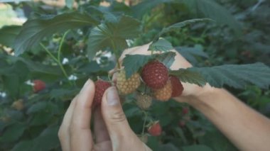 Kadın Olgun ahududu alıyor