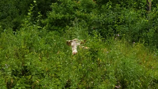 Vaca marrón y blanca yace en la hierba verde — Vídeo de stock