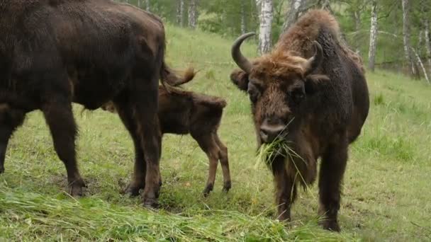 Bison está pastando y comiendo hierba — Vídeo de stock