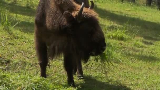 Bisons -aurochs- grazing in a meadow — Stock Video