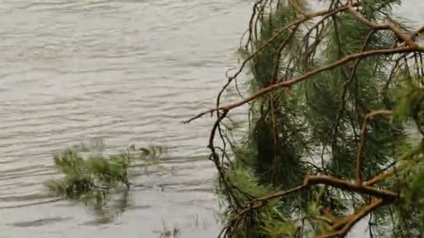 Río bosque poco profundo con un árbol de coníferas caído — Vídeos de Stock