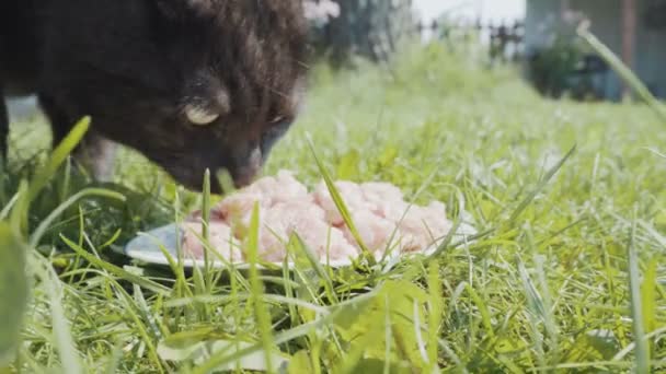 Gatto nero mangia con piacere — Video Stock