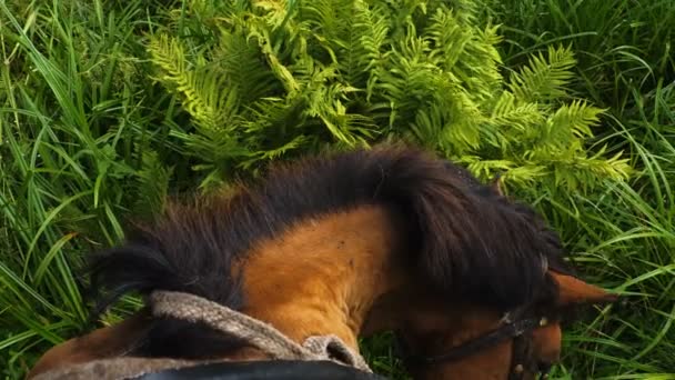 Caballo comiendo hierba verde fresca — Vídeos de Stock