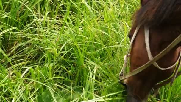 Лошадь ест свежую зеленую траву — стоковое видео