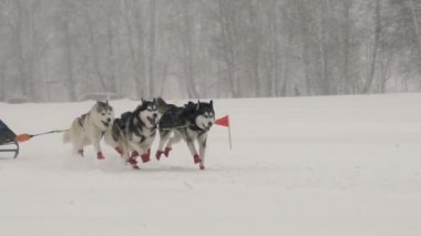 Dört kızak husky köpekleri oluşan bir ekip bir yarışta yer aldığı