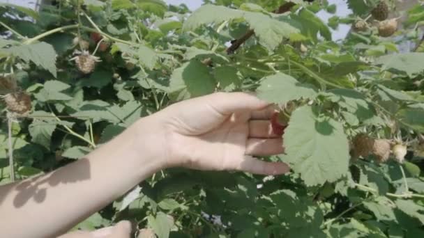 Plukken van rijpe frambozen — Stockvideo